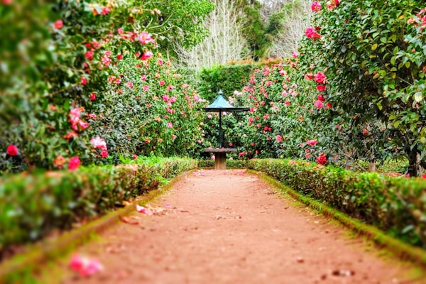 A camellia-lined garden path leading to a shaded bench
