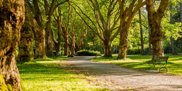 Well-Maintained Parks & Green Spaces